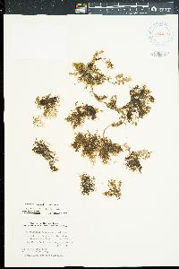 Neosiphonia hawaiiensis image