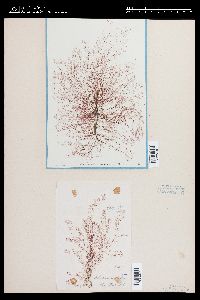 Rhodomela confervoides image