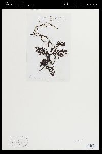 Sargassum ilicifolium image