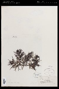 Sargassum acinarium image