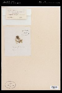 Sphacelaria filicina image