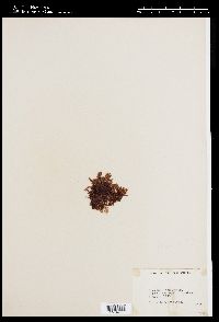 Plumaria pectinata image