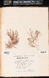 Ceramium botryocarpum image