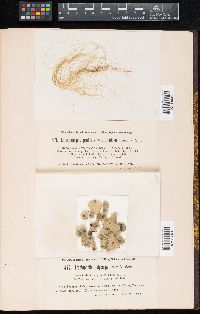 Trentepohlia arborum image