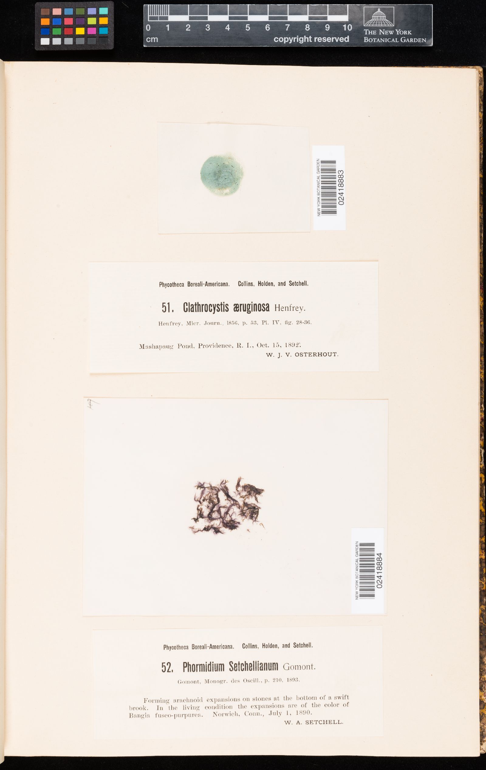 Phormidium setchellianum image