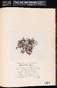 Herposiphonia verticillata image