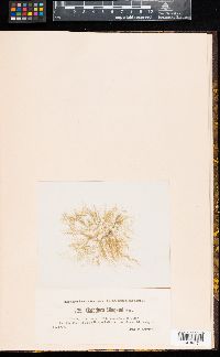 Cladophora stimpsonii image