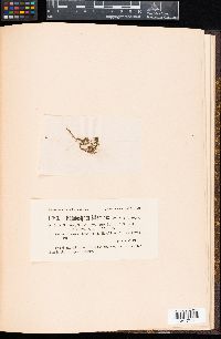 Hapalosiphon hibernicus image