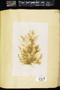 Ectocarpus viridis image