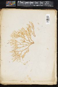 Gigartina coronopifolia image