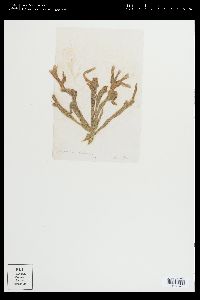 Rhipilia polydactyla image