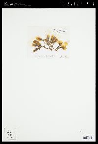 Caulerpa scalpelliformis var. denticulata image