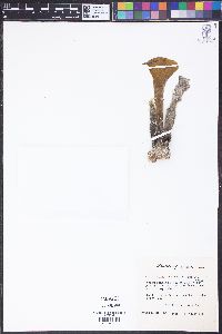 Avrainvillea longicaulis image