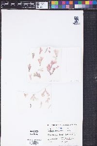 Amphiroa bowerbankii image