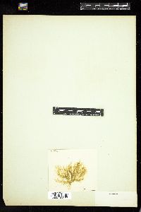 Ectocarpus brachiatus image