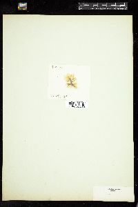 Isthmoplea sphaerophora image