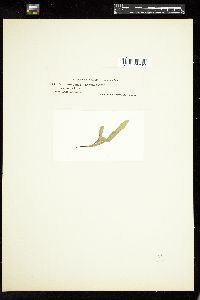 Gomphonema olivaceum image