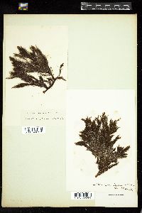 Stypocaulon paniculatum image