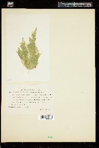 Cladophora vagabunda image