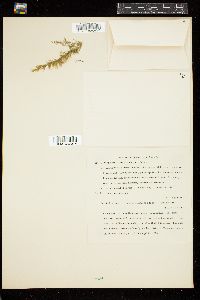 Cladophora arcta image