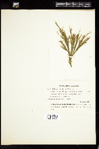 Cladophora saxatilis image