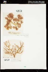 Coeloclonium tasmanicum image
