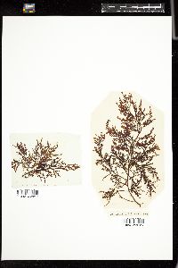 Laurencia tasmanica image