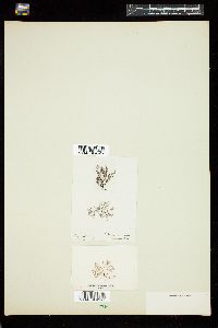 Polysiphonia parasitica image