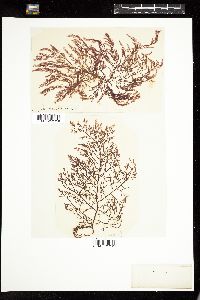 Wrangelia nobilis image