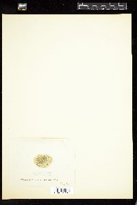 Staurastrum brevispina image