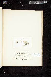 Rivularia biasolettiana image