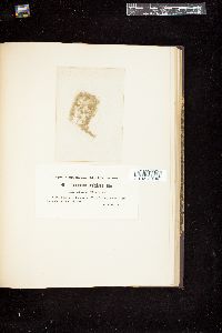 Oedogonium geniculatum image