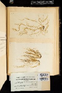 Dictyosiphon foeniculaceus var. americanus image