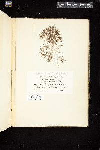 Polysiphonia urceolata var. patens image