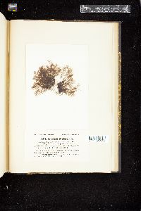 Polysiphonia havanensis image