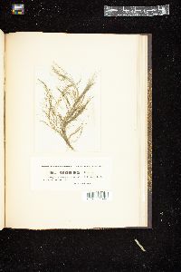 Cladophora erecta image