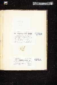 Oedogonium mammiferum image