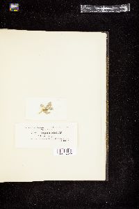 Oedogonium consociatum image
