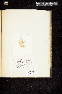 Oedogonium punctatostriatum image
