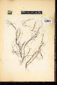 Gracilariopsis carolinensis image