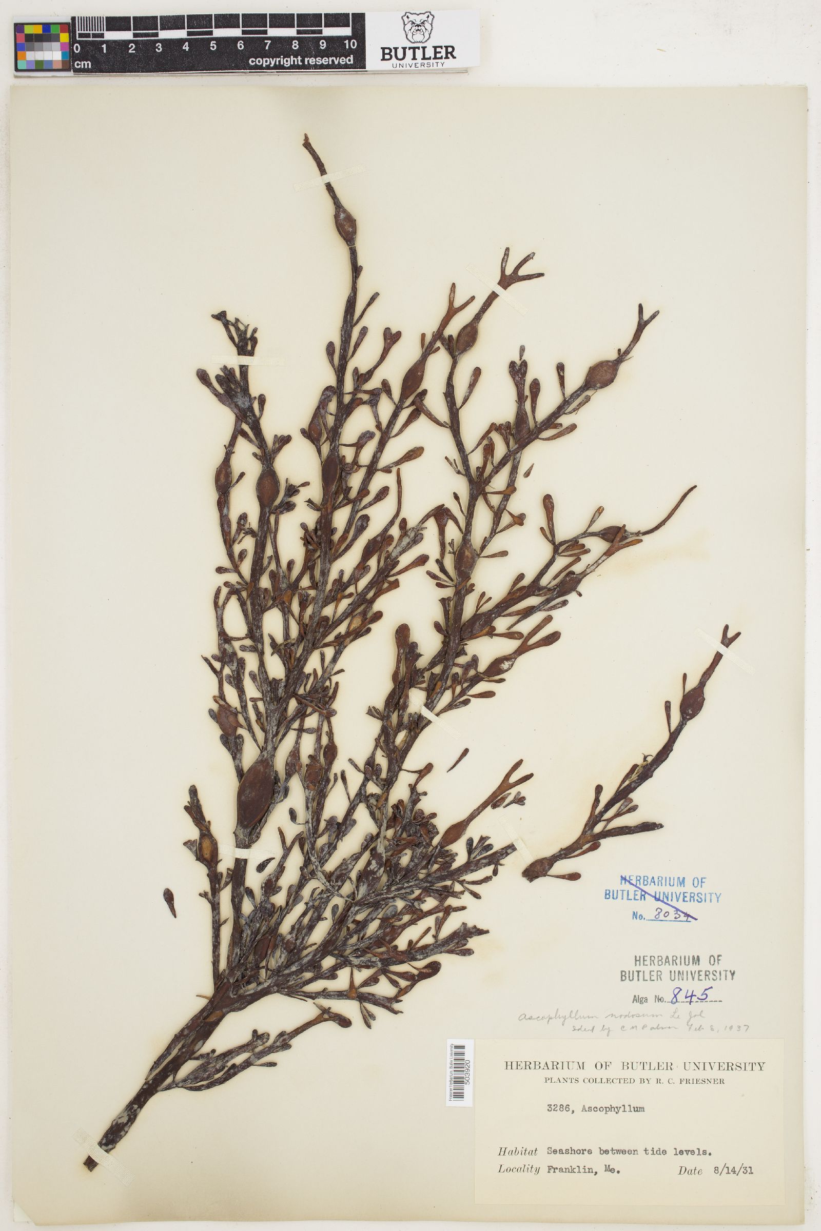 Ascophyllum image