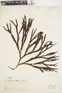 Fucus edentatus image