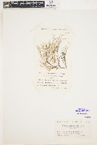 Stilophora rhizodes var. adriatica image