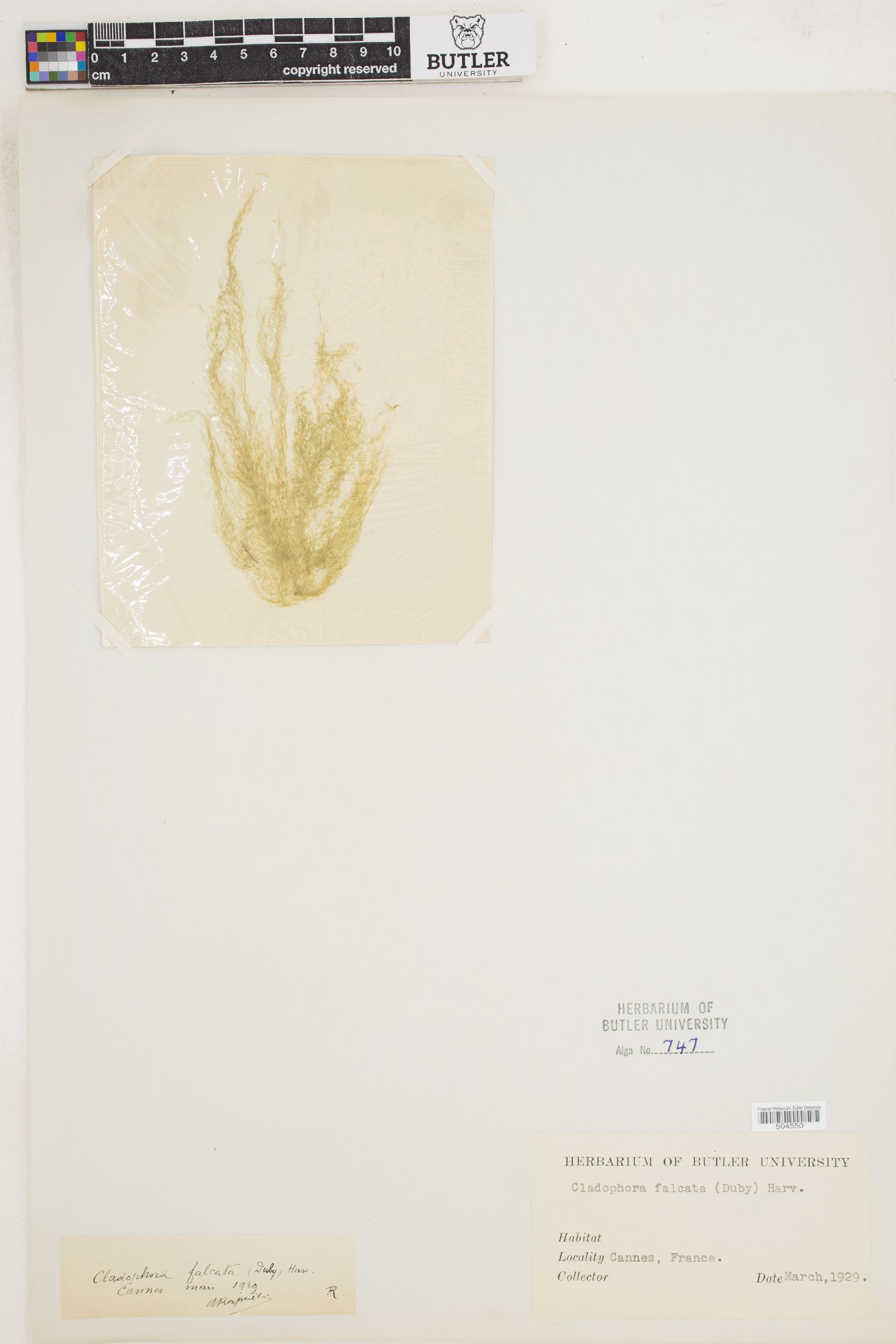 Cladophora falcata image