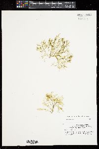 Bryopsis plumosa image