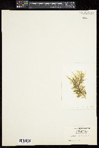 Cladophora cartilaginea image
