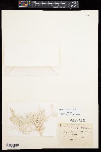 Halimeda opuntia f. renschii image