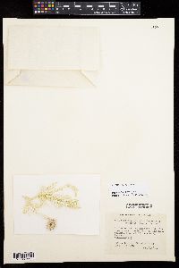 Halimeda opuntia f. renschii image