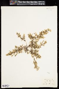 Sargassum fluitans image