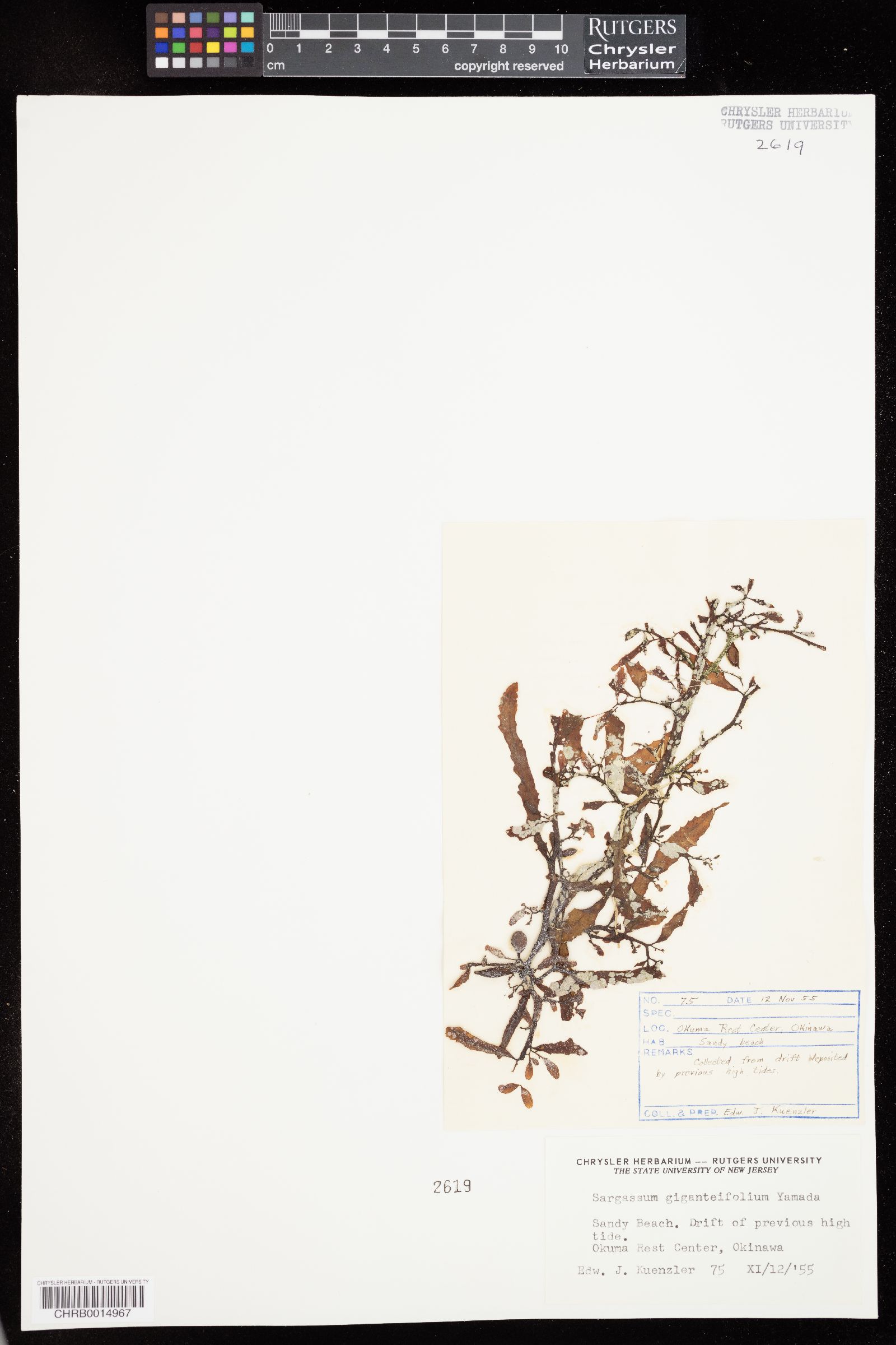 Sargassum giganteifolium image